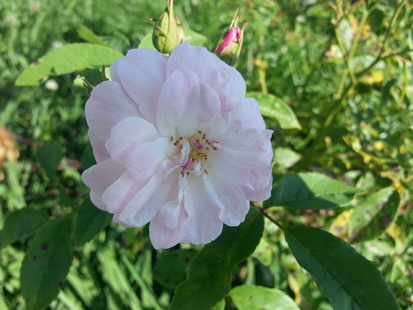 champneys pink photo 20130622_165227_zps2a6f97e9.jpg